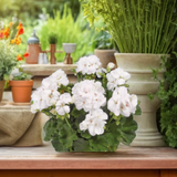 Set of 3 or 6 Large Plants - Pelargonium Toscana Smart Jenny, Ready to Plant in Your Garden - Frankton's