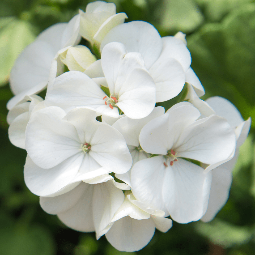 Set of 3 or 6 Large Plants - Pelargonium Toscana Smart Jenny, Ready to Plant in Your Garden - Frankton's