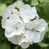 Set of 3 or 6 Large Plants - Pelargonium Toscana Smart Jenny, Ready to Plant in Your Garden - Frankton's