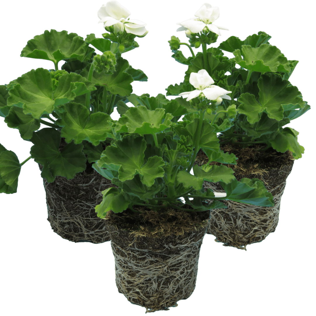 Set of 3 or 6 Large Plants - Pelargonium Toscana Smart Jenny, Ready to Plant in Your Garden - Frankton's