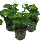 Set of 3 or 6 Large Plants - Pelargonium Toscana Smart Jenny, Ready to Plant in Your Garden - Frankton's