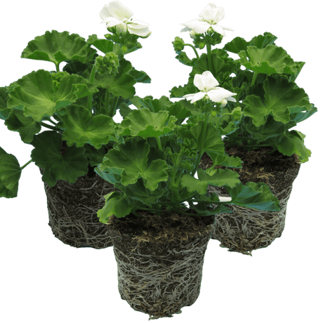 Set of 3 or 6 Large Plants - Pelargonium Toscana Smart Jenny, Ready to Plant in Your Garden - Frankton's