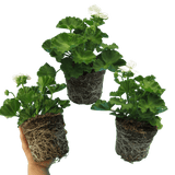 Set of 3 or 6 Large Plants - Pelargonium Toscana Smart Jenny, Ready to Plant in Your Garden - Frankton's