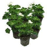 Set of 3 or 6 Large Plants - Pelargonium Toscana Smart Jenny, Ready to Plant in Your Garden - Frankton's