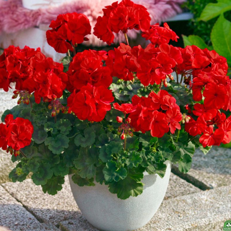 Set of 3 or 6 Large Plants - PelargoniumToscana Dolce Vita Mylena / Gisela / Smart Senna - Frankton's