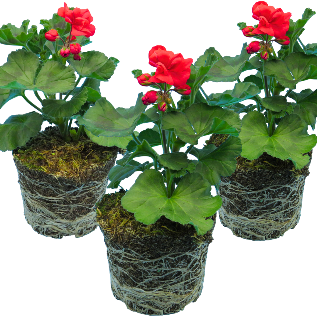 Set of 3 or 6 Large Plants - PelargoniumToscana Dolce Vita Mylena / Gisela / Smart Senna - Frankton's