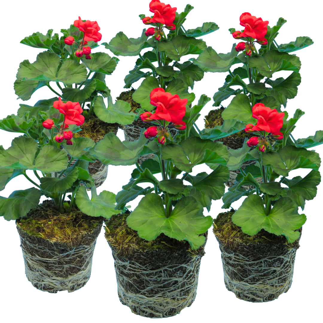 Set of 3 or 6 Large Plants - PelargoniumToscana Dolce Vita Mylena / Gisela / Smart Senna - Frankton's