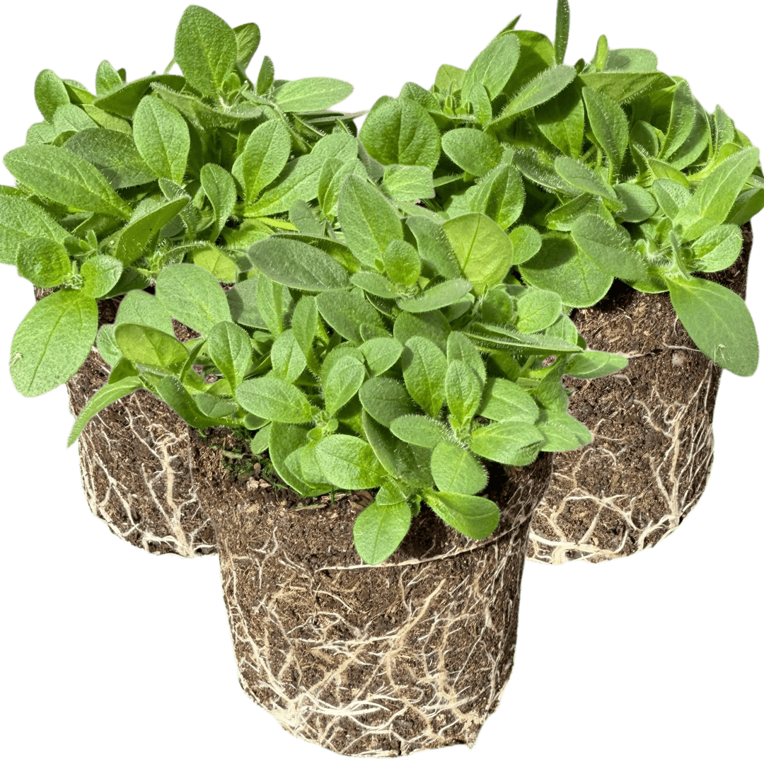 Set of 3 or 6 Large Plants - Petunia Dekko Blue, Outdoor Garden Ready - Frankton's