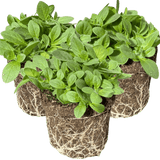 Set of 3 or 6 Large Plants - Petunia Dekko Blue, Outdoor Garden Ready - Frankton's