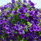 Set of 3 or 6 Large Plants - Petunia Dekko Blue, Outdoor Garden Ready - Frankton's