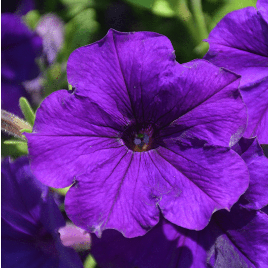 Set of 3 or 6 Large Plants - Petunia Dekko Blue, Outdoor Garden Ready - Frankton's