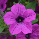 Set of 3 or 6 Large Plants - Petunia Dekko Deep Lavender Vein, Outdoor Garden Ready - Frankton's