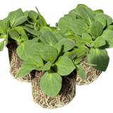 Set of 3 or 6 Large Plants - Petunia Dekko Rose Star, Outdoor Garden Ready - Frankton's