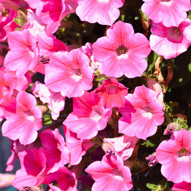 Set of 3 or 6 Large Plants - Petunia Dekko Rose Star, Outdoor Garden Ready - Frankton's