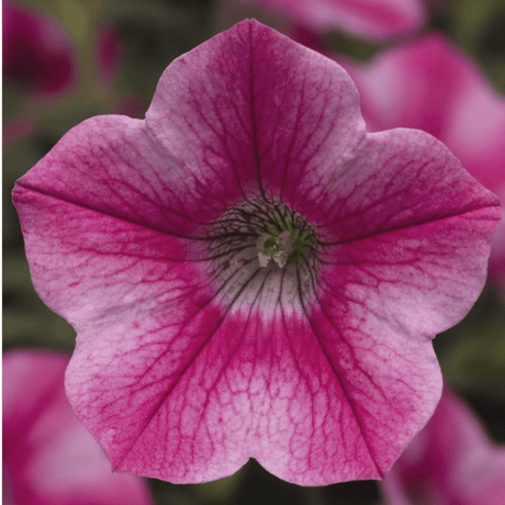 Set of 3 or 6 Large Plants - Petunia Dekko Rose Star, Outdoor Garden Ready - Frankton's