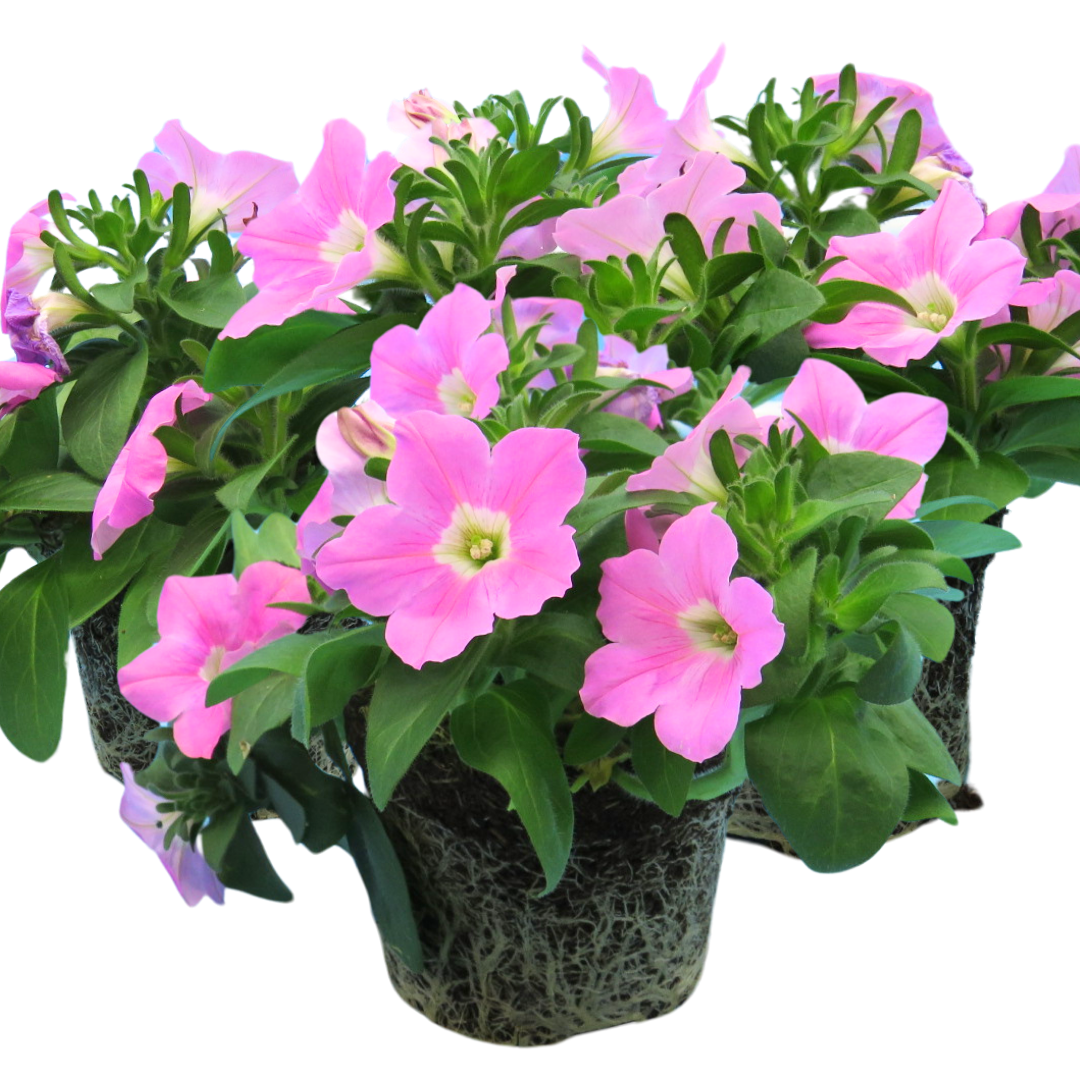 Set of 3 or 6 Large Plants - Petunia Easy Wave Pink, Outdoor Garden Ready - Frankton's