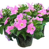 Set of 3 or 6 Large Plants - Petunia Easy Wave Pink, Outdoor Garden Ready - Frankton's