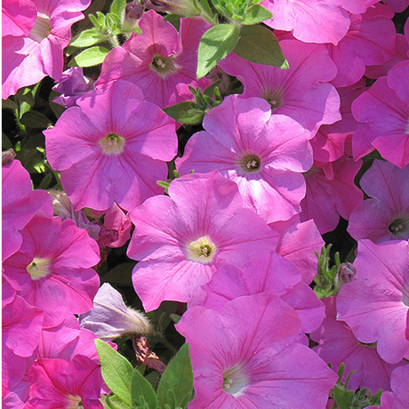Set of 3 or 6 Large Plants - Petunia Easy Wave Pink, Outdoor Garden Ready - Frankton's