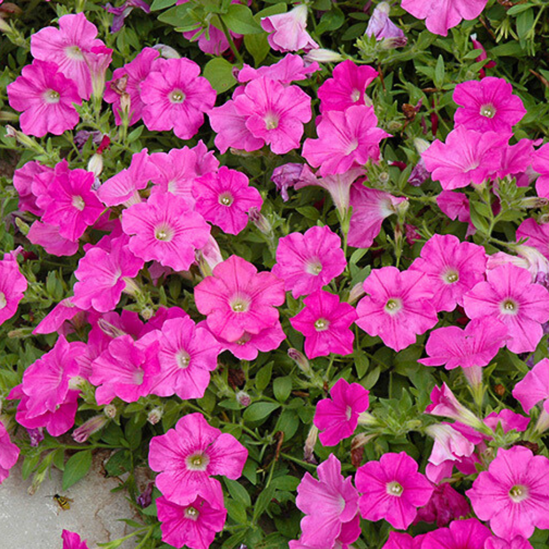 Set of 3 or 6 Large Plants - Petunia Easy Wave Pink, Outdoor Garden Ready - Frankton's