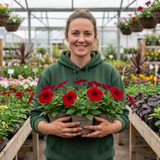 Set of 3 or 6 Large Plants - Petunia Easy Wave Red, Outdoor Garden Ready - Frankton's