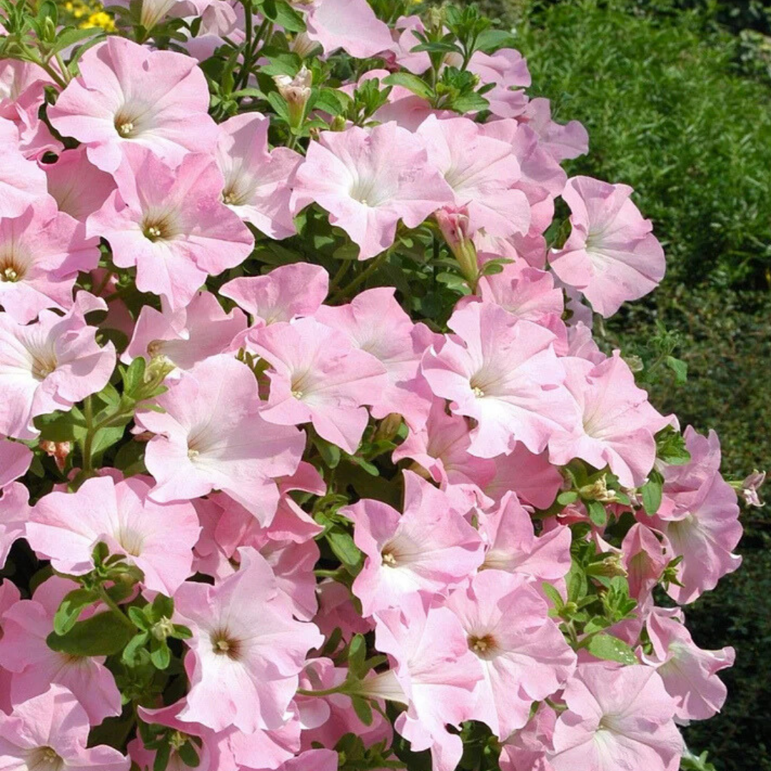 Set of 3 or 6 Large Plants - Petunia Express Apple Blossom, Outdoor Garden Ready - Frankton's