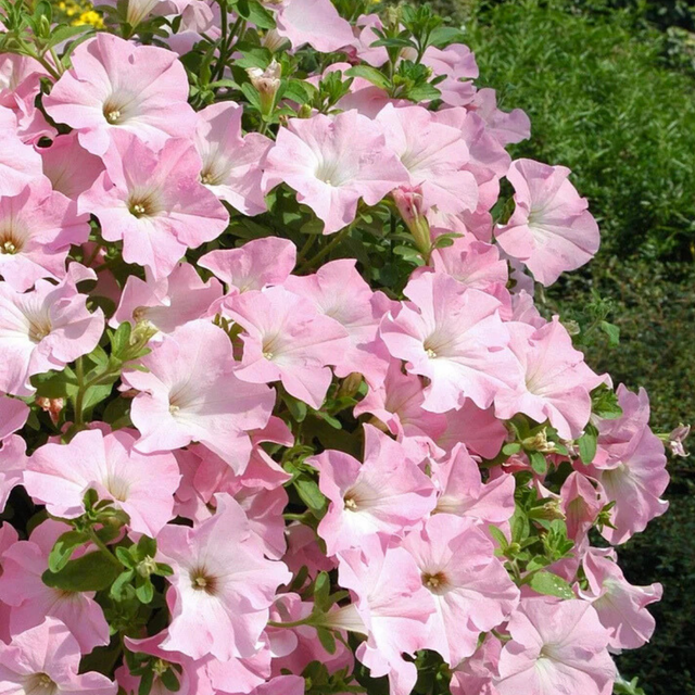 Set of 3 or 6 Large Plants - Petunia Express Apple Blossom, Outdoor Garden Ready - Frankton's