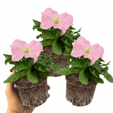 Set of 3 or 6 Large Plants - Petunia Express Apple Blossom, Outdoor Garden Ready - Frankton's