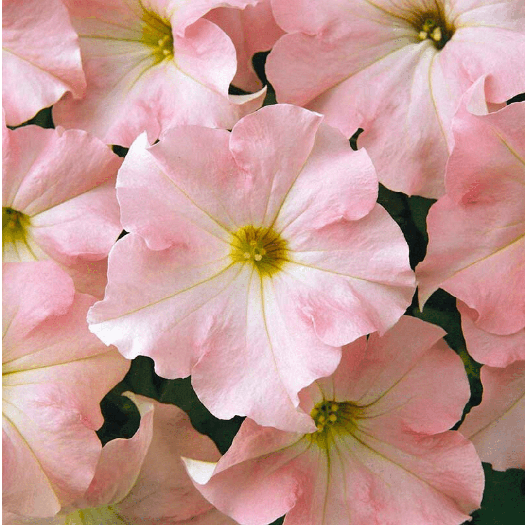 Set of 3 or 6 Large Plants - Petunia Express Apple Blossom, Outdoor Garden Ready - Frankton's