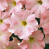 Set of 3 or 6 Large Plants - Petunia Express Apple Blossom, Outdoor Garden Ready - Frankton's