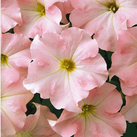 Set of 3 or 6 Large Plants - Petunia Express Apple Blossom, Outdoor Garden Ready - Frankton's