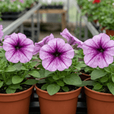 Set of 3 or 6 Large Plants - Petunia Express Pum Vein, Outdoor Garden Ready - Frankton's