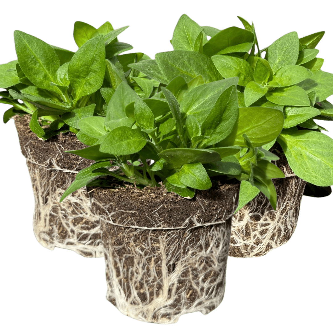 Set of 3 or 6 Large Plants - Petunia Surfinia Deep Red, Outdoor Garden Ready - Frankton's