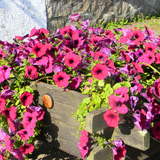 Set of 3 or 6 Large Plants - Petunia Surfinia Deep Red, Outdoor Garden Ready - Frankton's