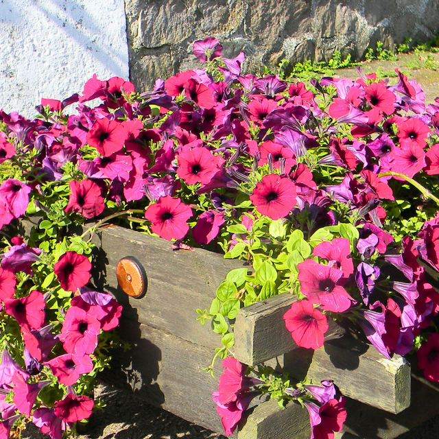 Set of 3 or 6 Large Plants - Petunia Surfinia Deep Red, Outdoor Garden Ready - Frankton's