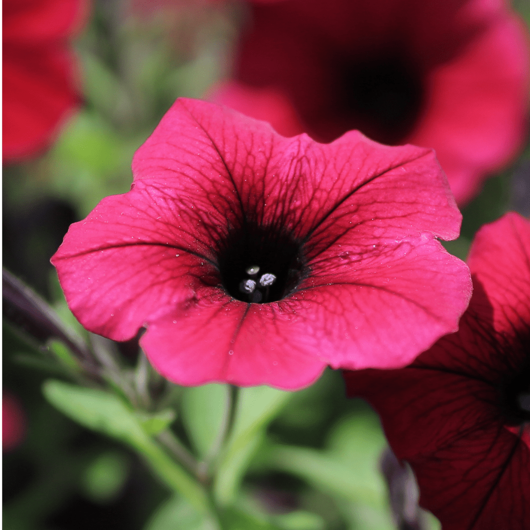 Set of 3 or 6 Large Plants - Petunia Surfinia Deep Red, Outdoor Garden Ready - Frankton's