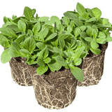 Set of 3 or 6 Large Plants - Petunia Surfinia Hot Pink, Outdoor Garden Ready - Frankton's