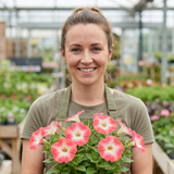 Set of 3 or 6 Large Plants - Petunia Tritunia Pink Morn, Outdoor Garden Ready - Frankton's