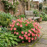 Set of 3 or 6 Large Plants - Petunia Tritunia Pink Morn, Outdoor Garden Ready - Frankton's