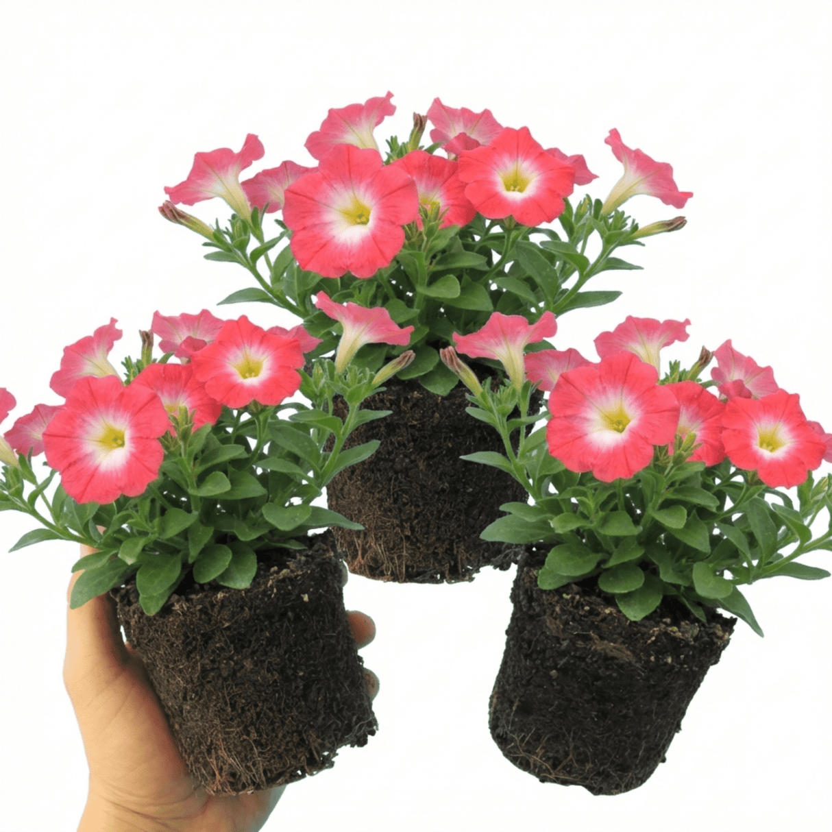 Set of 3 or 6 Large Plants - Petunia Tritunia Pink Morn, Outdoor Garden Ready - Frankton's