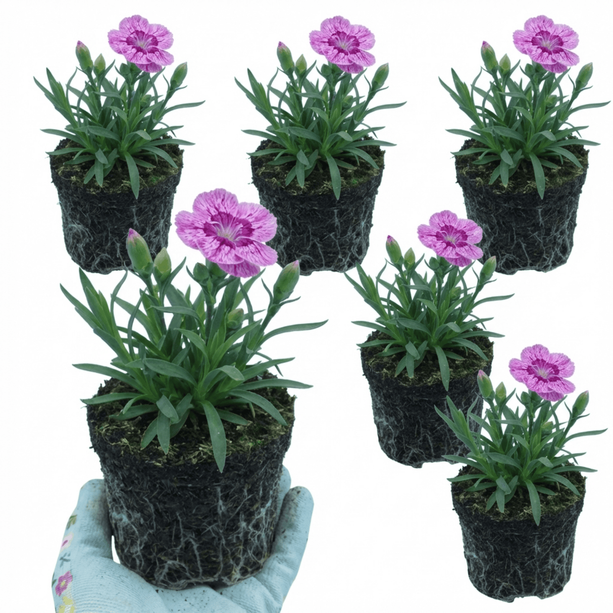 Set of 3 or 6 Large Plants - Pink Purple Carnation, Ready to Plant in Your Garden, 10.5 cm - Frankton's