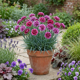 Set of 3 or 6 Large Plants - Pink Purple Carnation, Ready to Plant in Your Garden, 10.5 cm - Frankton's