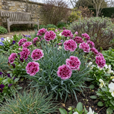 Set of 3 or 6 Large Plants - Pink Purple Carnation, Ready to Plant in Your Garden, 10.5 cm - Frankton's