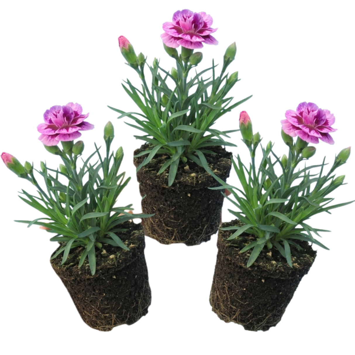 Set of 3 or 6 Large Plants - Pink Purple Carnation, Ready to Plant in Your Garden, 10.5 cm - Frankton's