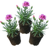 Set of 3 or 6 Large Plants - Pink Purple Carnation, Ready to Plant in Your Garden, 10.5 cm - Frankton's