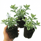 Set of 3 or 6 Large Plants - Plectranthus Coleoides / Swedish Ivy, Outdoor Garden Ready - Frankton's