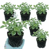 Set of 3 or 6 Large Plants - Plectranthus Coleoides / Swedish Ivy, Outdoor Garden Ready - Frankton's
