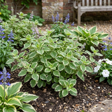 Set of 3 or 6 Large Plants - Plectranthus Coleoides / Swedish Ivy, Outdoor Garden Ready - Frankton's