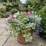 Set of 3 or 6 Large Plants - Plectranthus Coleoides / Swedish Ivy, Outdoor Garden Ready - Frankton's