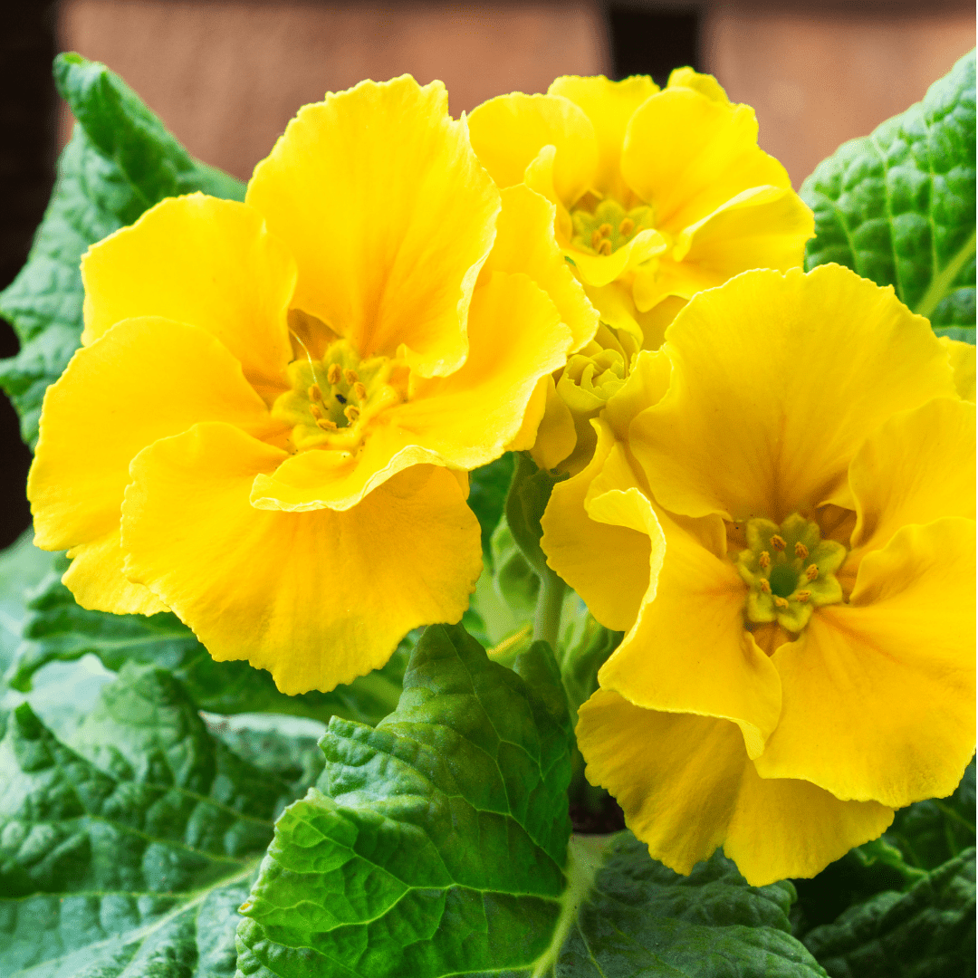 Set of 3 or 6 Large Plants - Polyanthus Yellow, Ready to Plant in Your Garden, Peat Free - Frankton's