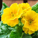 Set of 3 or 6 Large Plants - Polyanthus Yellow, Ready to Plant in Your Garden, Peat Free - Frankton's